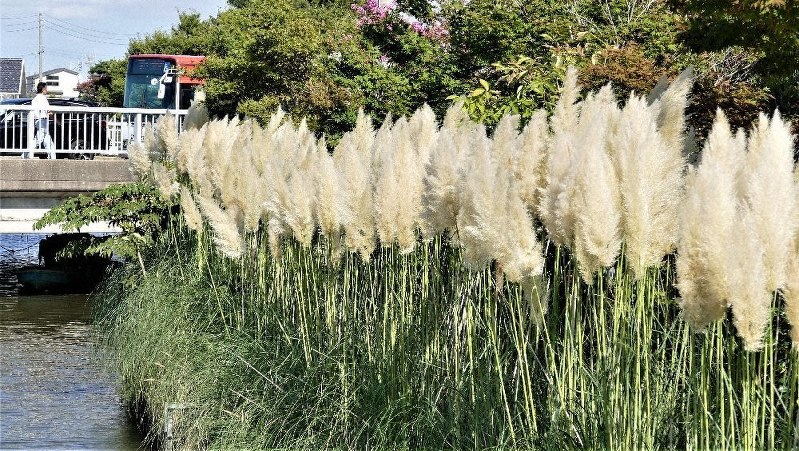パンパスグラス 初秋の風に揺れ 新潟の西川 新潟 毎日新聞