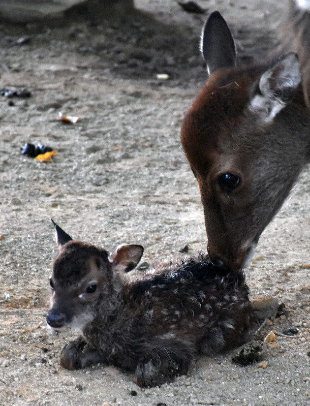 生まれたばかりの子鹿=和歌山市一番丁の和歌山城公園動物園で、後藤奈緒撮影