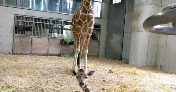 飼育ノート よこはま動物園ズーラシア キリンの エミリー すくすく成長 毎日新聞