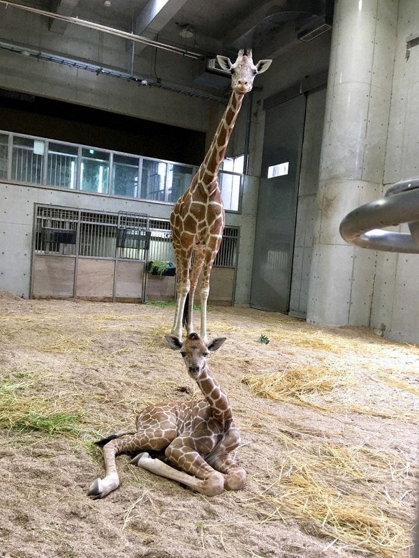 生まれた当日のエミリー(手前)=よこはま動物園ズーラシア提供