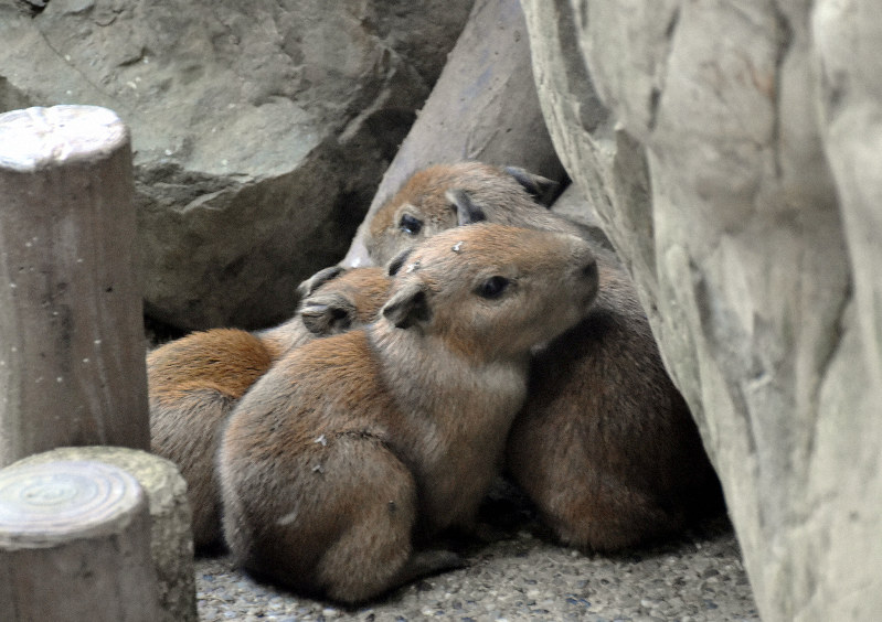 誕生した三つ子のカピバラの赤ちゃん=高知市浦戸の桂浜水族館で2019年9月25日午後4時17分、松原由佳撮影