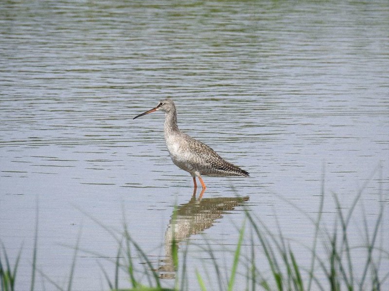 今月17日に市川市の行徳鳥獣保護区で確認されたツルシギ=行徳野鳥観察舎友の会提供