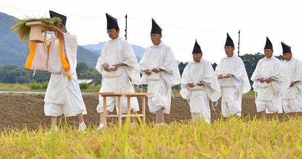 皇室：大嘗祭で使う米収穫 京都と栃木で「斎田抜穂の儀」 [写真特集6/5