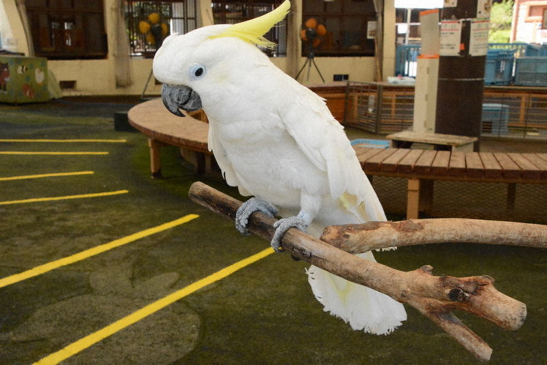 怖がりだけれど、構ってくれる人が大好きなキバタンのタロー=砥部町上原町の県立とべ動物園で、花澤葵撮影