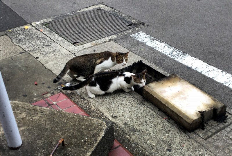 川に落ちた子猫を助けろ」通行人らが救出劇 長崎・銅座川 [写真特集3/5