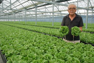 丹精を込めて栽培したサラダ菜を両手に持つ佐野誠さん＝静岡県浜松市西区大久保町で
