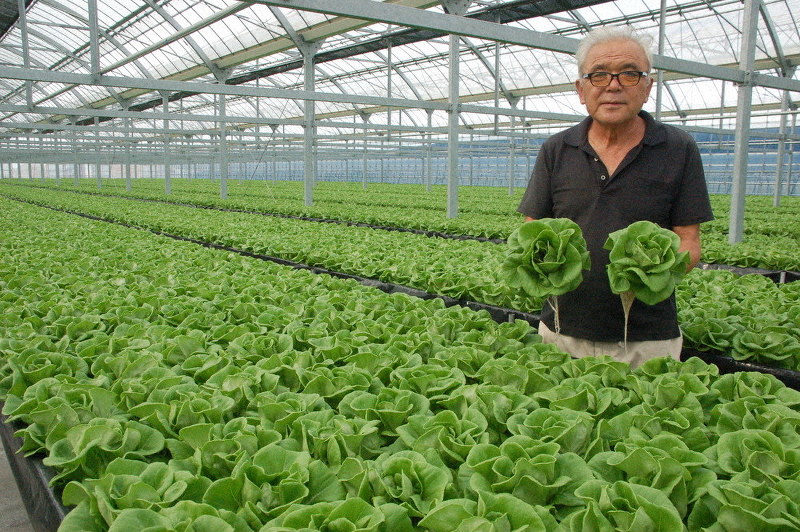 丹精を込めて栽培したサラダ菜を両手に持つ佐野誠さん=静岡県浜松市西区大久保町で