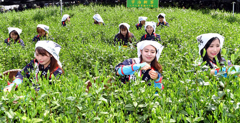 あかねだすき姿で茶を摘む「宇治茶レディ」ら=京都府宇治市で2019年5月2日、川平愛撮影