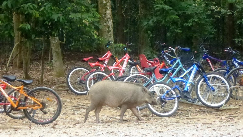 シンガポールの秘境ウビン島をサイクリングすると野生のイノシシに出合える(写真は筆者撮影)