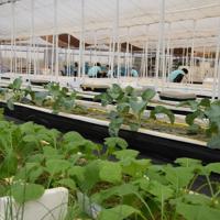 「企業向け貸農園」のビニールハウス=さいたま市岩槻区で2019年9月20日午前11時17分、山田奈緒撮影