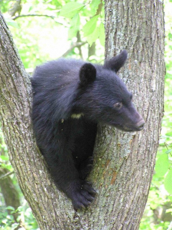 ツキノワグマの大量出没の可能性は低いと予想されている=長野県提供