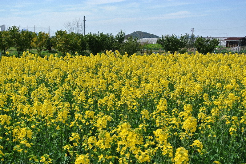見聞録 さくらい菜の花プロジェクト 桜井市 油や肥料 せっけんに 健闘１０年 若者へｐｒを 奈良 毎日新聞