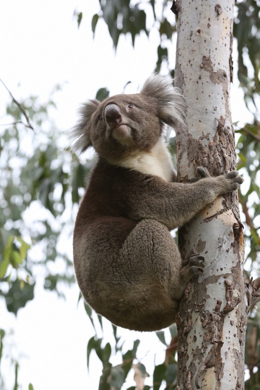 天王寺 動物園 アーク