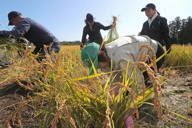 実証栽培田で稲を刈り取る人たち=福島県大熊町で2019年10月10日午前10時5分、和田大典撮影