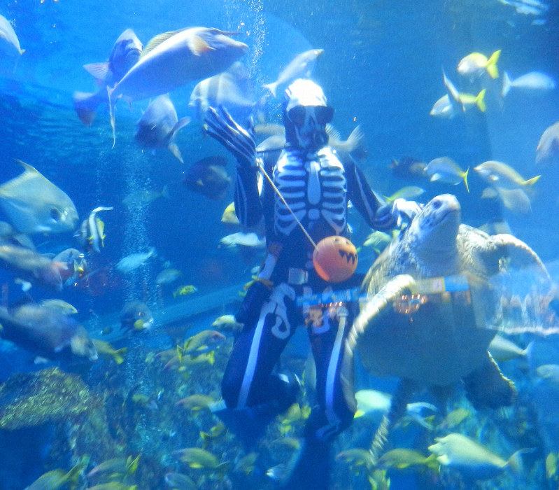 ガイコツにふんしたダイバーが餌やり 鳥羽水族館でハロウィーン