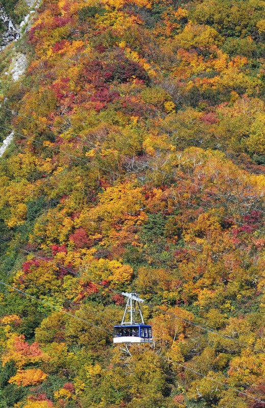 鮮やかな赤や黄色に山肌染まる 北ア 立山黒部平で紅葉見ごろ 毎日新聞