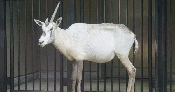 国内最高齢16歳のアラビアオリックス天国へ 福岡市動物園 ユニコーンの