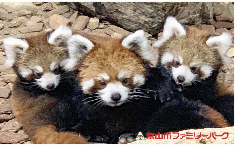 シルバニア シルバニアファミリー パーク レッサーパンダの赤ちゃん