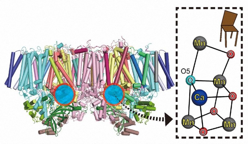 酸素分子を作り出すたんぱく質複合体が二つ結合した構造。丸の部分に反応を促す「ゆがんだ椅子」がある=岡山大提供