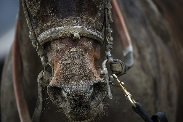ワールドウオッチ ニューヨーク 馬に乗って街に現れた青年 冷泉彰彦 週刊エコノミスト Online