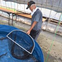 農業生産法人「デリーターファーム」で養殖されているチョウザメ=神奈川県三浦市内で