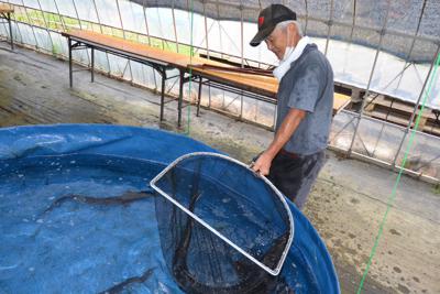 農業生産法人「デリーターファーム」で養殖されているチョウザメ＝神奈川県三浦市内で