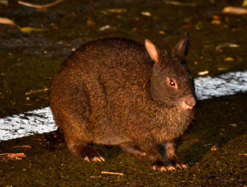 岸本ウラチ　アマミノクロウサギ 島とともに生きるアマミノクロウサギ – しまのま