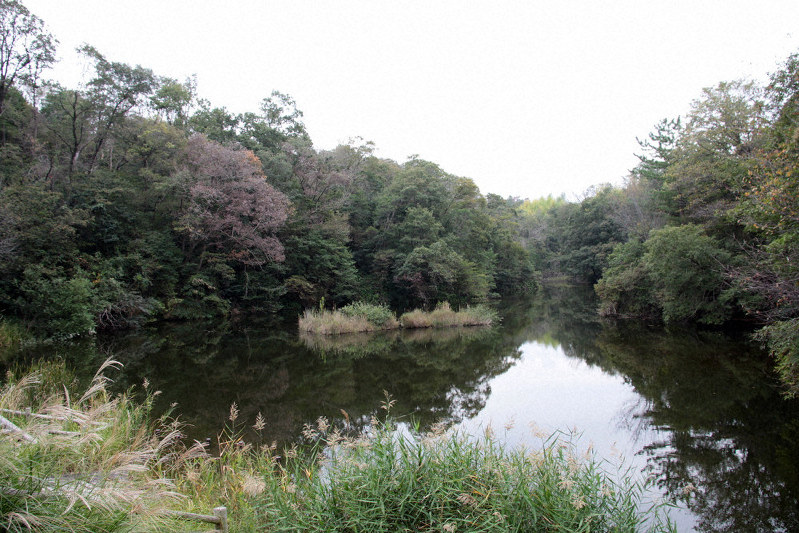 都市部での貴重な自然が残っている堺・南部丘陵=堺市南区で、宮川佐知子撮影