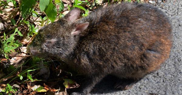 Japan's endangered Amami rabbits bounce back thanks to mongoose