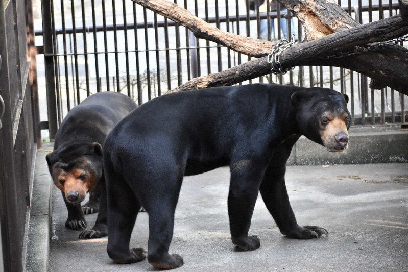 マレーグマのシャイン(右)とノア。クマの中では最小といい、飼育員の高市敦広さんに言わせれば「黒ストッキングをかぶった人のよう」=砥部町上原町の県立とべ動物園で、遠藤龍撮影