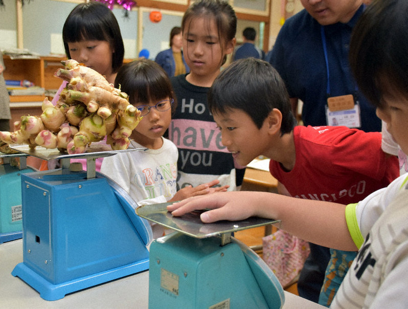 目指せ ショウガ博士 授業で理解深める いの町 神谷小 高知 毎日新聞