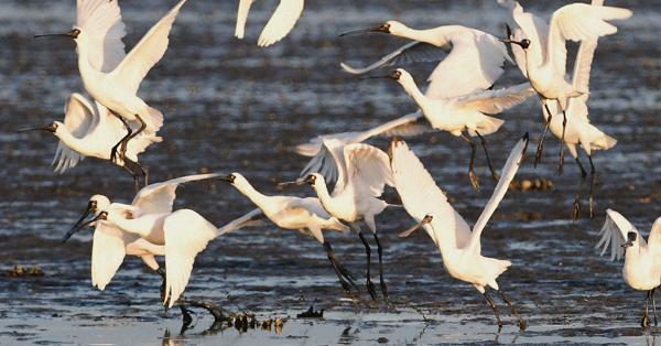 博多湾周辺に冬の渡り鳥、クロツラヘラサギ | 毎日新聞
