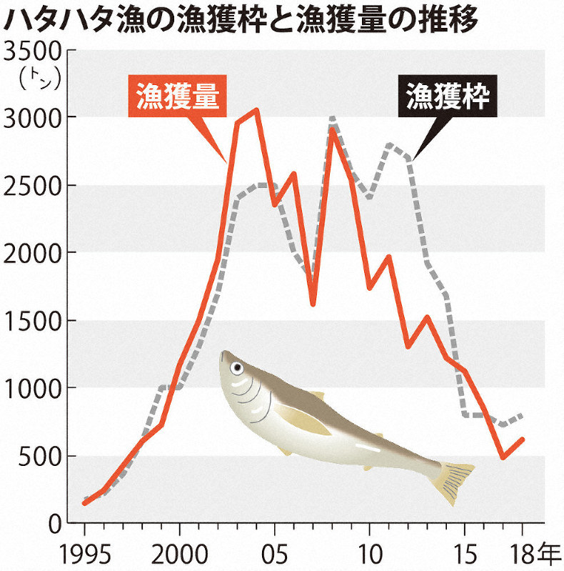 秋田の冬の味覚 ハタハタが21年ぶりの不漁 漁獲枠拡大も検討 毎日新聞