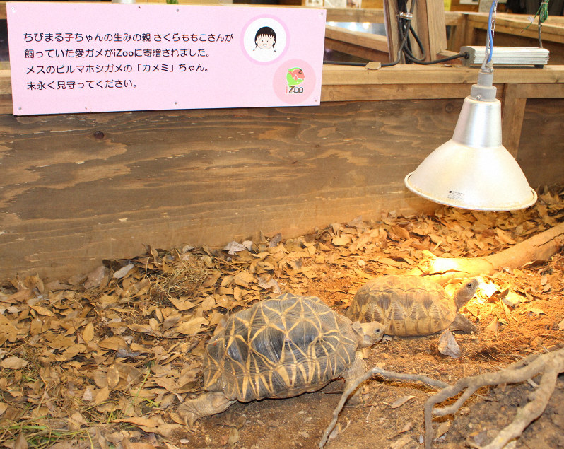 カメミ おまとめ さくらももこさんのカメが「おめでた」 2代目に期待 静岡・iZoo