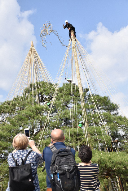兼六園の冬支度 木に縄を張る「雪吊り」に感嘆の声 | 毎日新聞