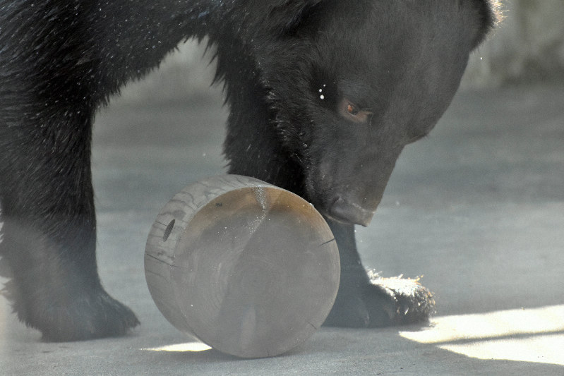 クマの苦手を探せ 忌避製品開発めざす 人とクマの共存を 毎日新聞 クマの苦手を探せ 忌避製品開発めざす 人とクマの共存を 毎日新聞