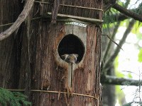 A Japanese giant flying squirrel that recently took up residence in an owl's nest box in the Afan Woodland is seen. (Photo courtesy of the C.W. Nicol Afan Woodland Trust)