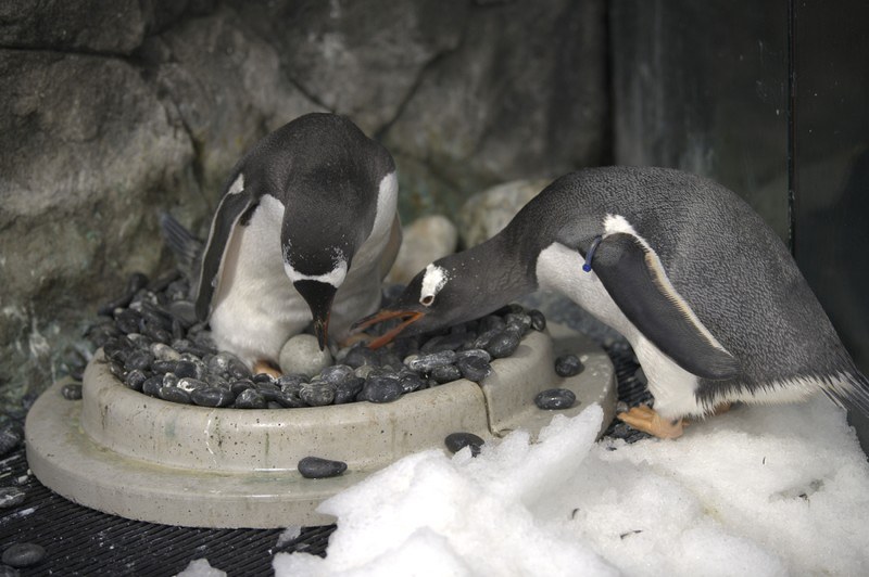 世界の雑記帳：オス同士のペンギン夫婦、いまも円満 豪水族館で2個目の