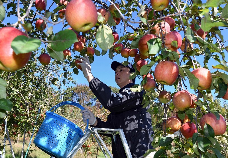 りんご　No.4 No.19 台風19号の水没逃れた「奇跡のリンゴ」収穫 長野 - YouTube