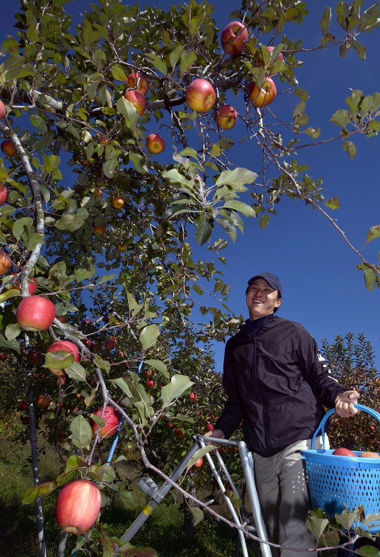 台風19号 奇跡のリンゴ、復興の力に 長野・残った畑で収穫 [写真特集