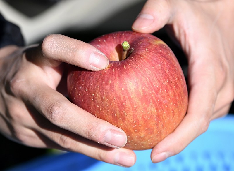 りんご　No.4 No.19 台風19号 奇跡のリンゴ、復興の力に 長野・残った畑で収穫 [写真特集