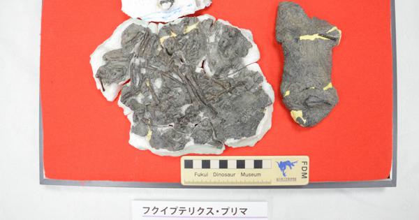福井で発見の鳥類化石「約1億2000万年前の新種」 国内最古 尾羽