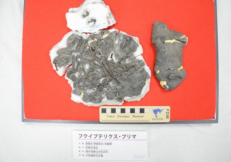 毎小ニュース：科学 福井の化石は新種鳥類 | 毎日新聞