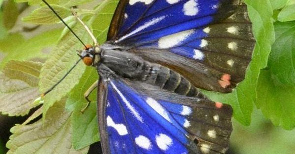 Drastic decline in Japan's butterfly population; other