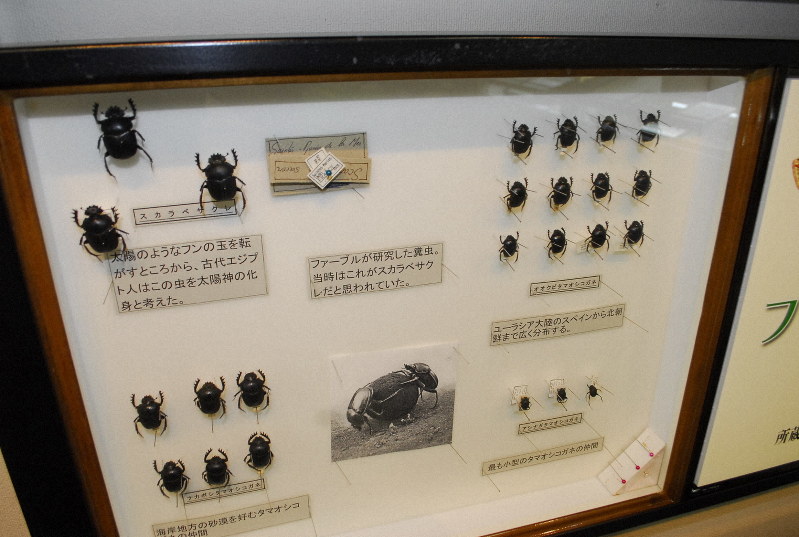 ファーブルの研究所を伊丹市昆虫館で再現 兵庫 | 毎日新聞