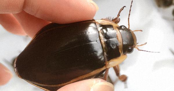 World's largest diving beetles on display in Japan in effort