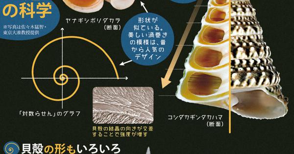 科学の森 巻き貝が生む らせんの美 建築 デザインのモチーフにも 毎日新聞