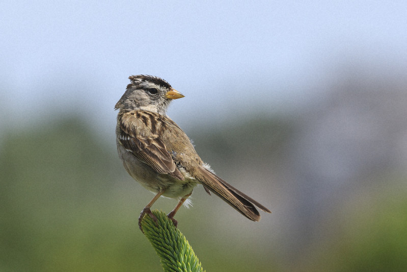 渡り鳥のミヤマシトド=米国オレゴン州で