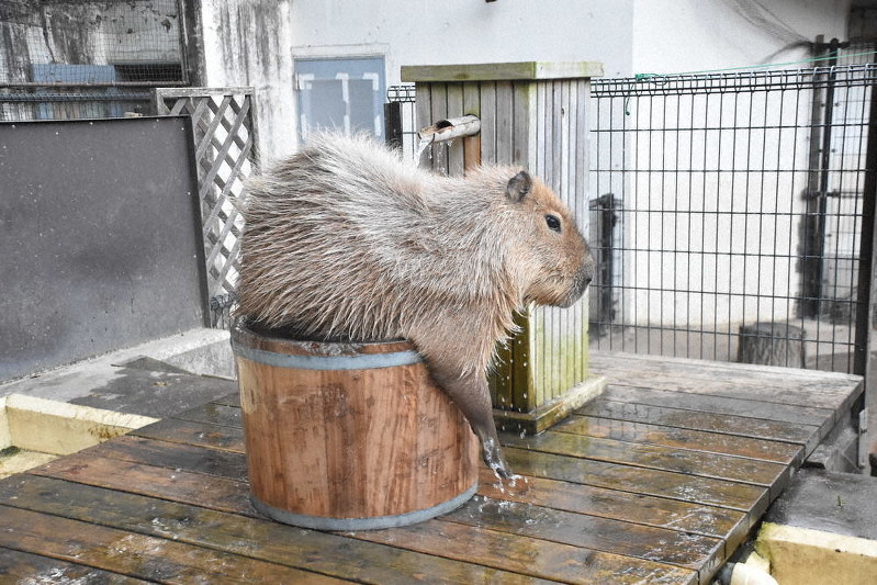 おけ湯にざぶん カピバラご満悦 狭山の動物園 埼玉 毎日新聞 おけ湯にざぶん カピバラご満悦 狭山の動物園 埼玉 毎日新聞