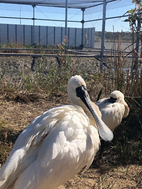 きらら浜自然観察公園に開所した保護・リハビリセンターには、朝鮮大学校から借り受けたクロツラヘラサギ2羽が飼育されている=昨年11月撮影